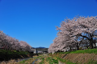 南浅川の桜のようす