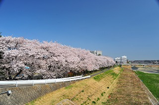 浅川の桜並木
