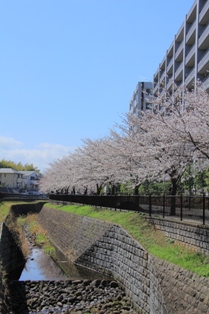 兵衛川の桜並木