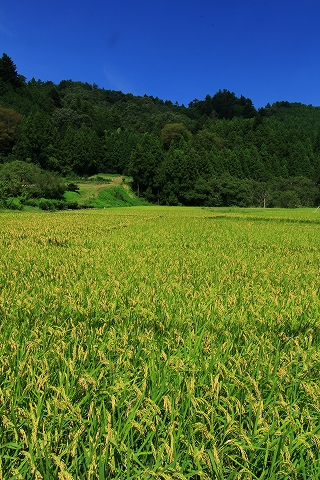 上恩方町の田園風景