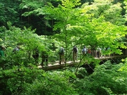 吊り橋の上から見る谷の新緑や紅葉の写真