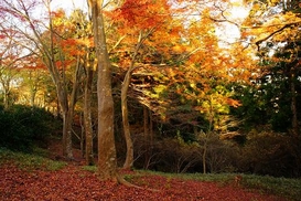 秋の写真3