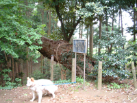 下柚木御嶽神社のスダジイ