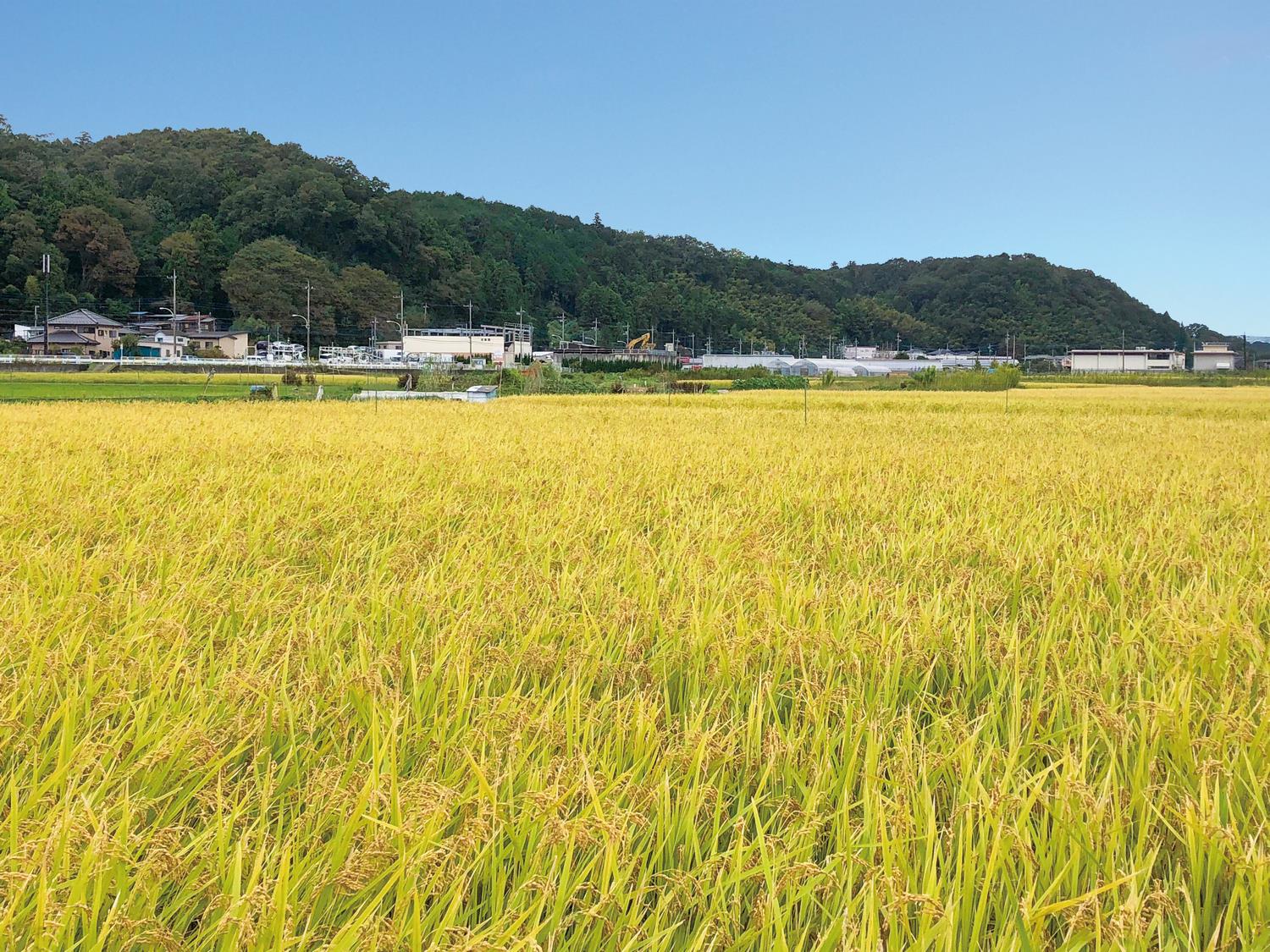 高月の田園風景