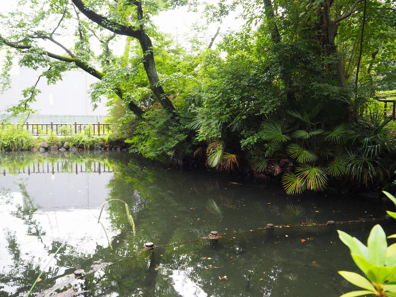 六本杉公園湧水池