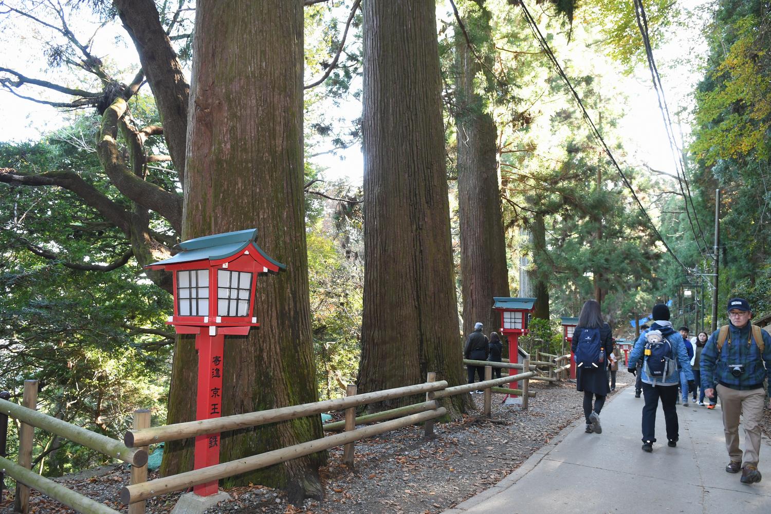 高尾山のスギ