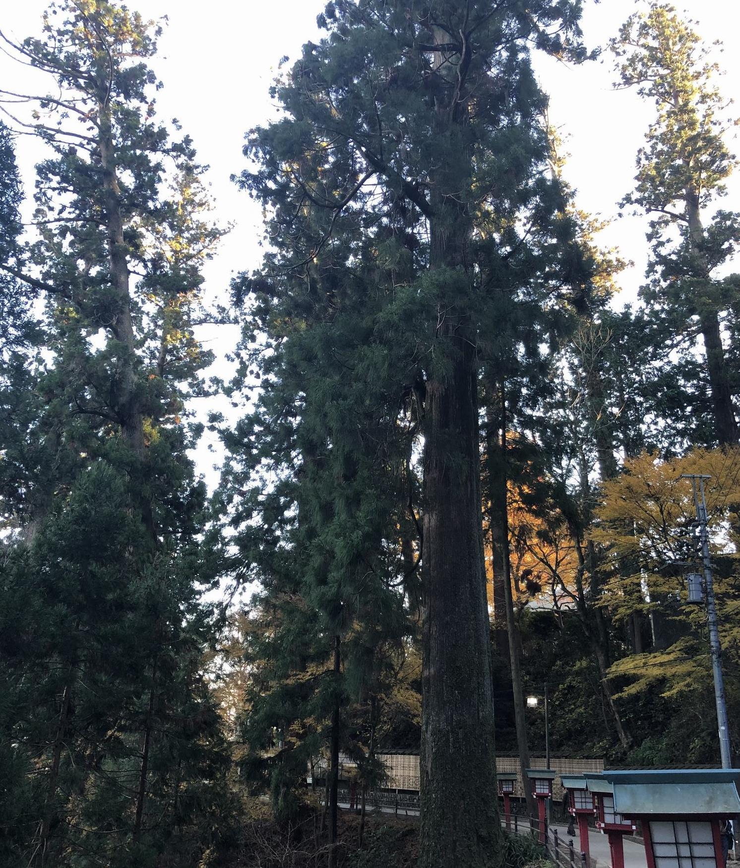 高尾山の杉