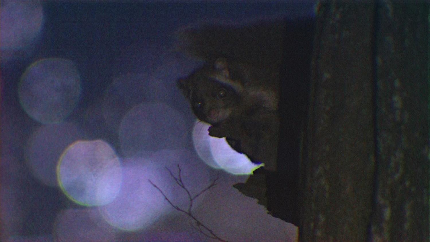 高尾山のムササビ