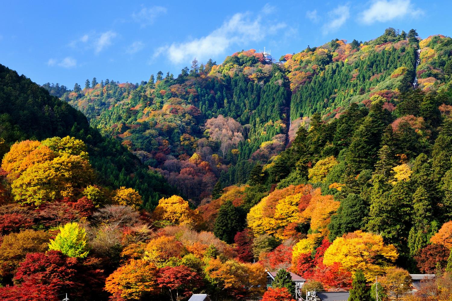 紅葉の高尾山