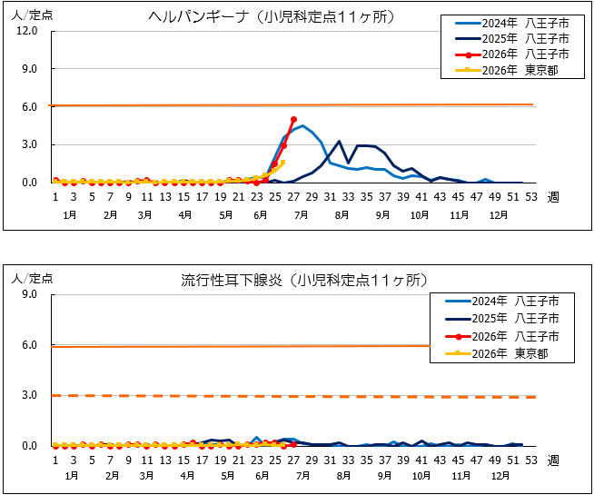 第27週ヘルパン、耳下腺
