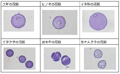 測定対象花粉写真