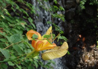 花と小さな滝
