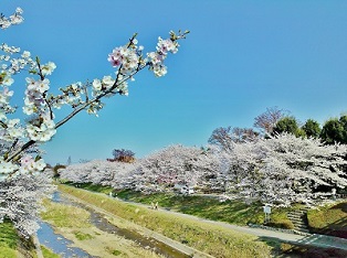 南浅川橋から眺める桜