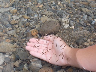 小さな魚たち