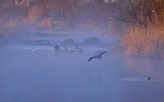 朝霧の浅川
