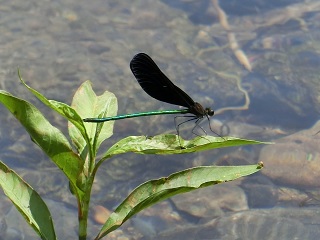 水蜻蛉
