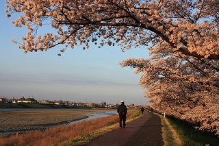 桜と浅川
