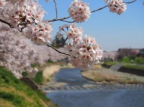 浅川の桜　城ヶ崎さん