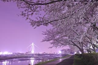 夜桜とふれあい橋　向中野さん