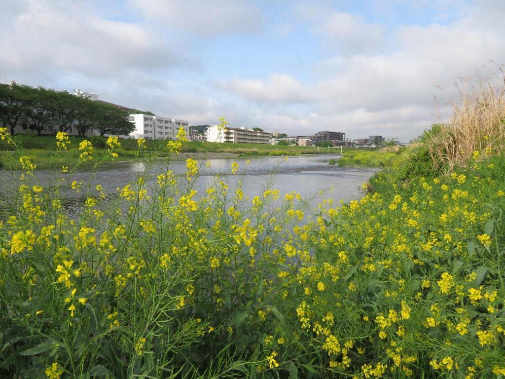 川の表の生命　日下さん