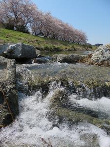 桜咲く頃　水口さん