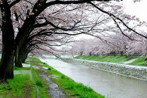 雪桜　岡田さん