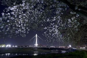 夜桜とふれあい橋　小川さん