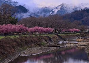 春の気配　野村さん