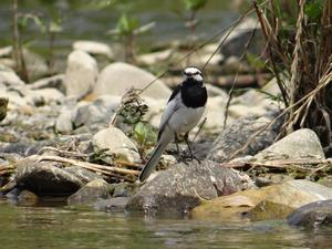 30鳥　山中さん