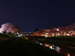 桜の夜