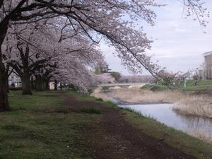 トンネル桜の散歩道