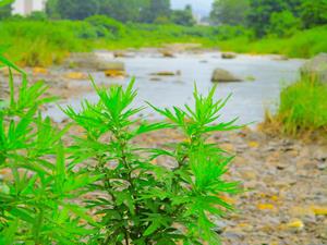 川沿いの草