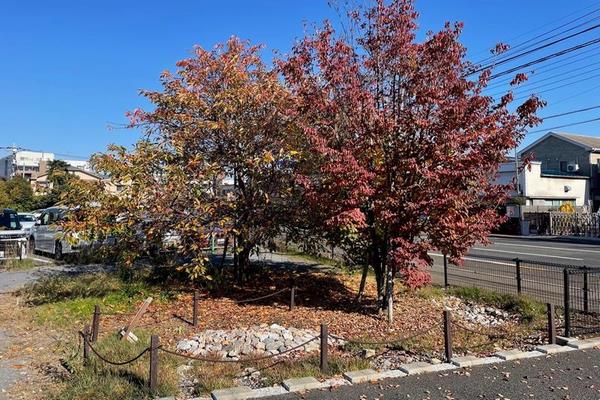 R7第1回雨庭植栽1