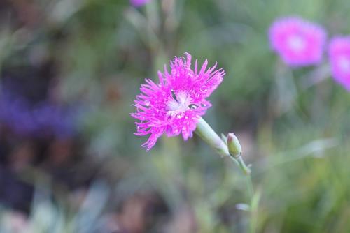 R7第1回雨庭植栽9