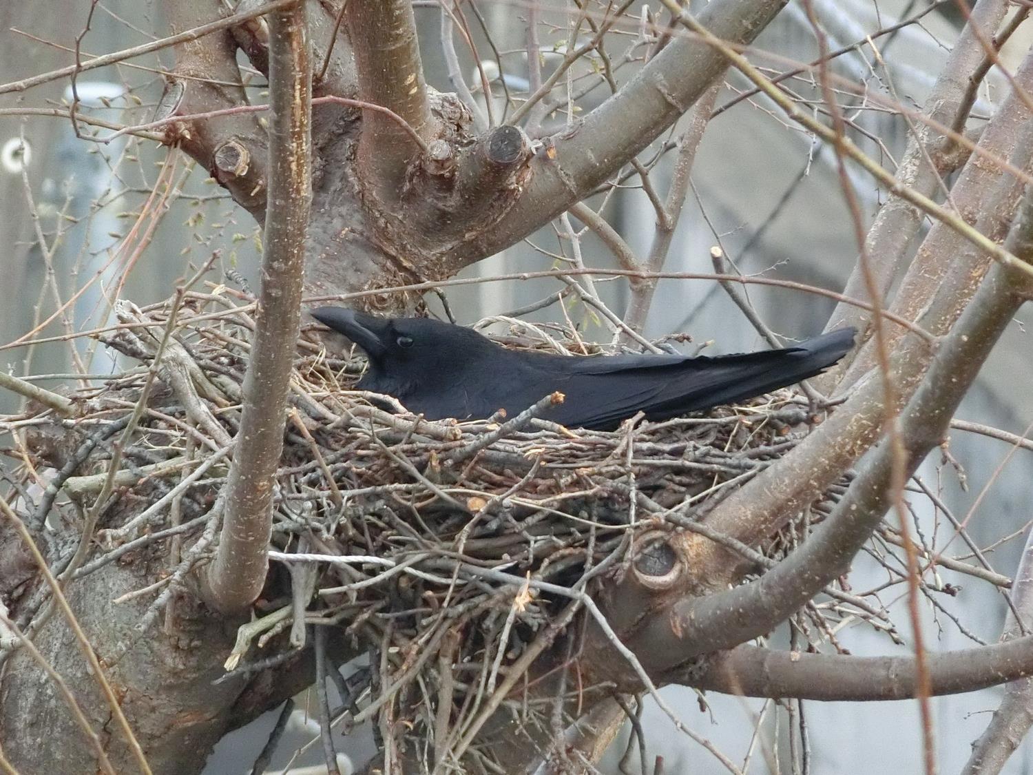 カラス対策について 八王子市公式ホームページ