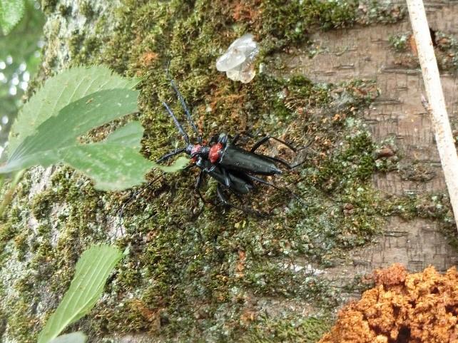 クビアカツヤカミキリ野外