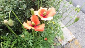 ナガミヒナゲシ