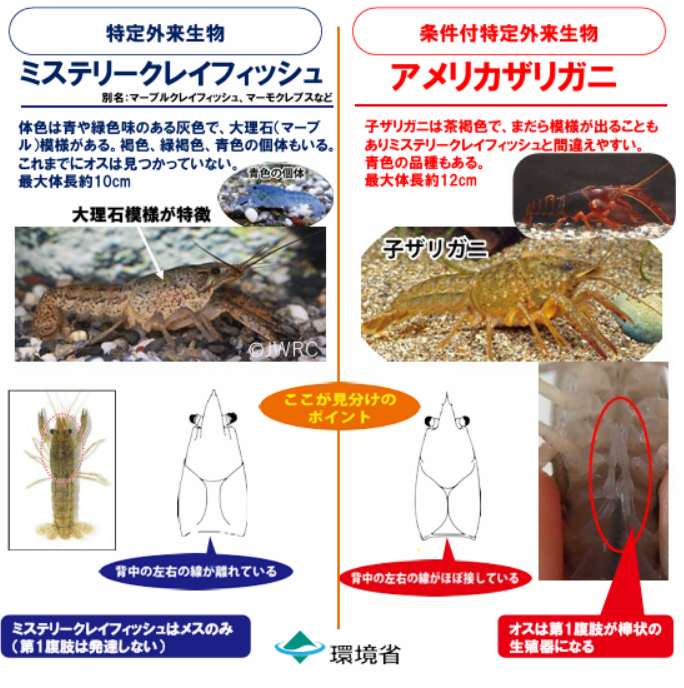 外来ザリガニとアメリカザリガニとの比較画像