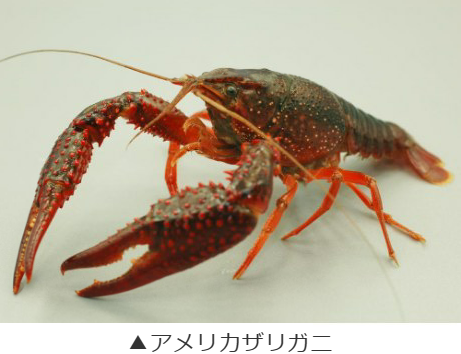 アメリカザリガニ