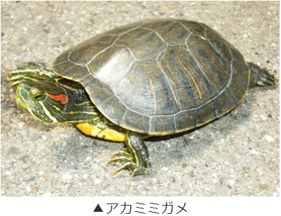 アカミミガメ