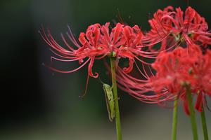 彼岸花・バッタ