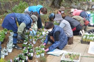 花壇への植え付けの様子　1