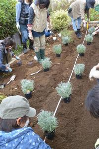 花壇への植え付けの様子　4