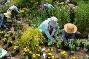 花壇への花苗植え付けの様子