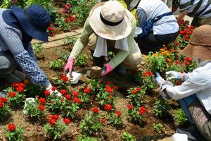 花壇への花苗植え付けの様子