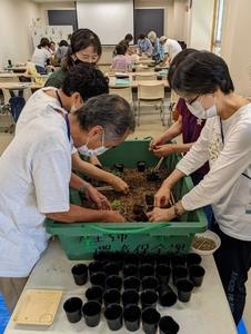 苗のポット上げの様子