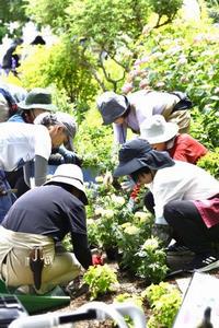 植付けの様子