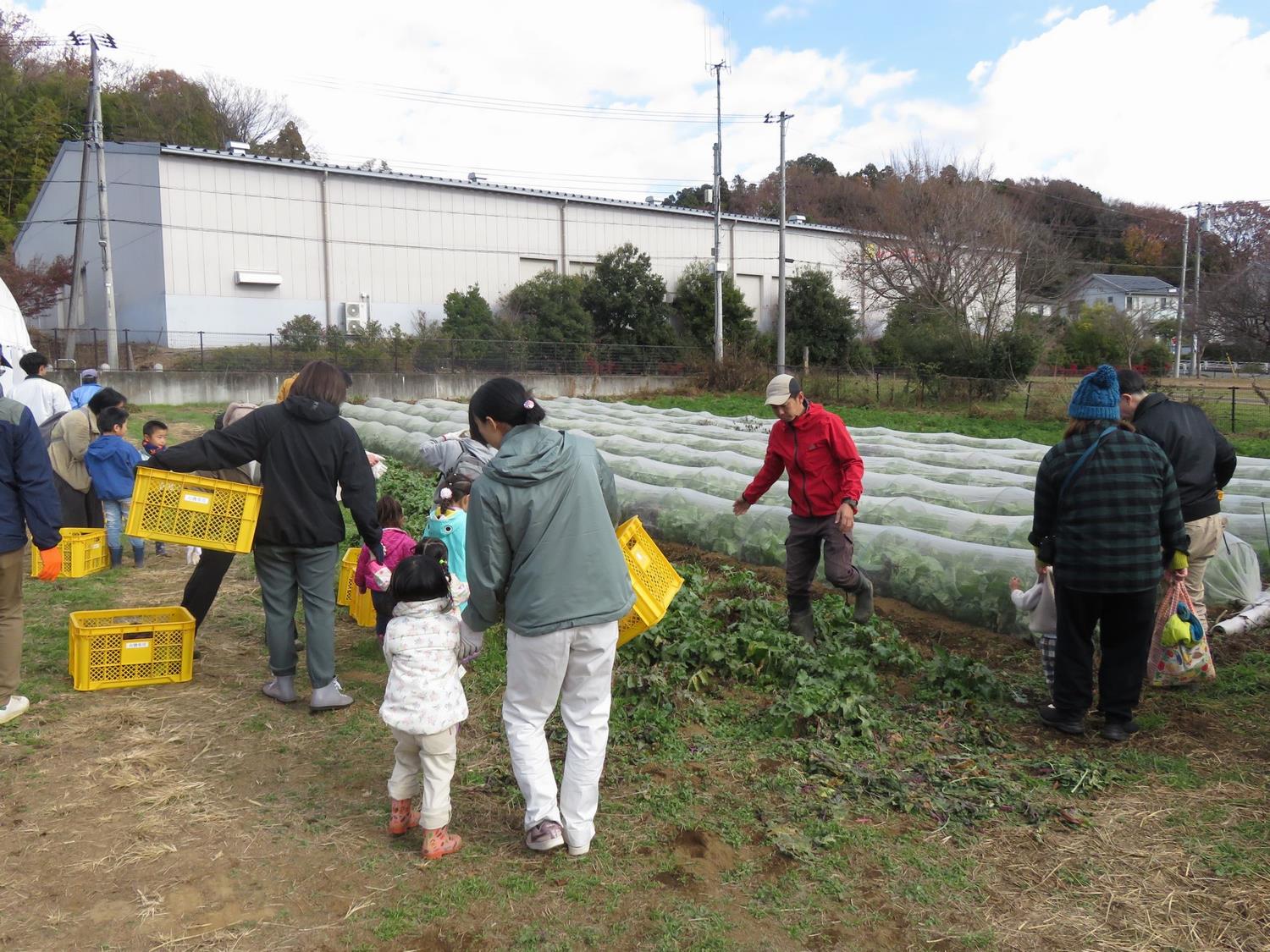 グリンガーラ(1)