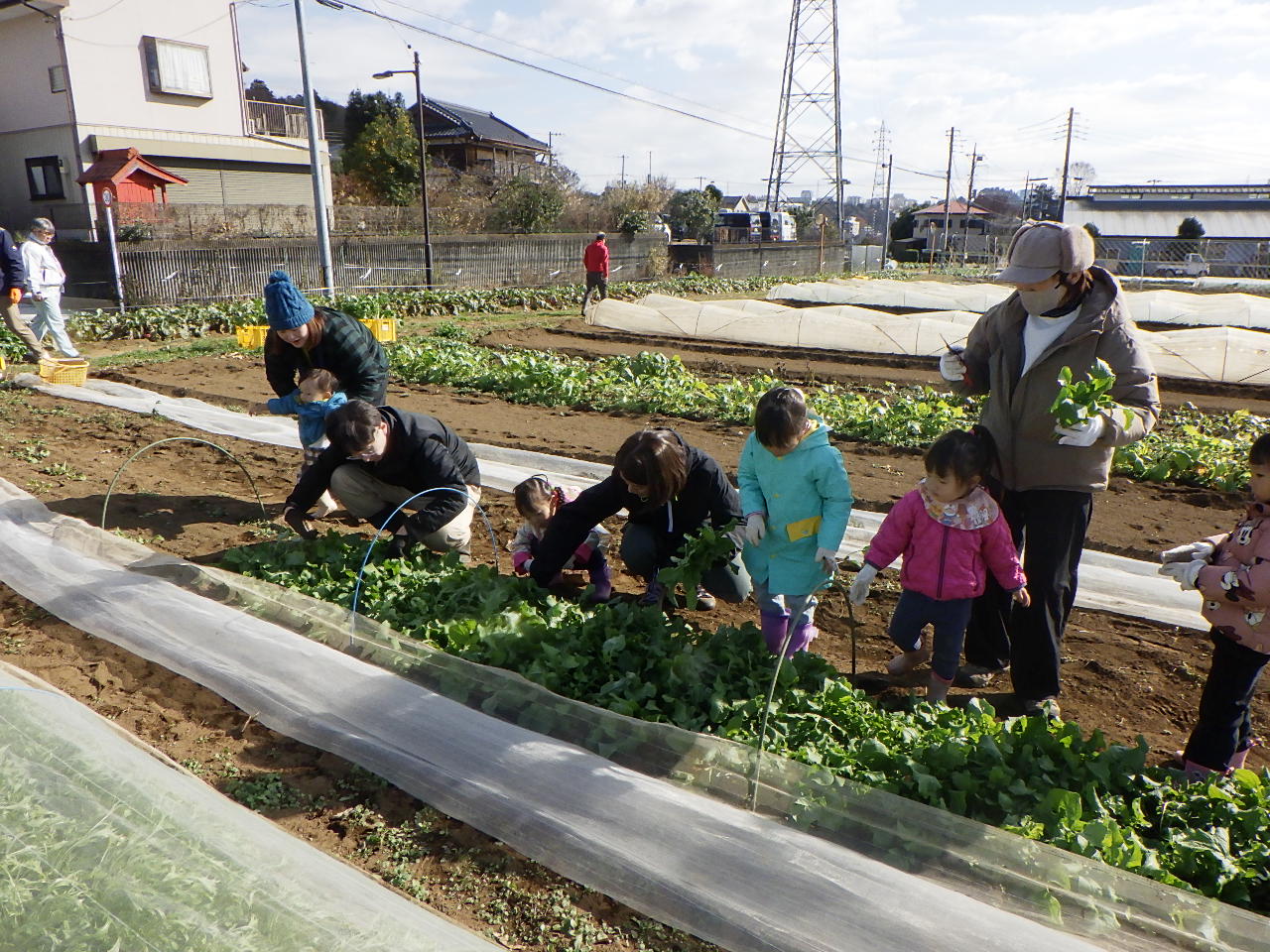 グリンガーラ(4)