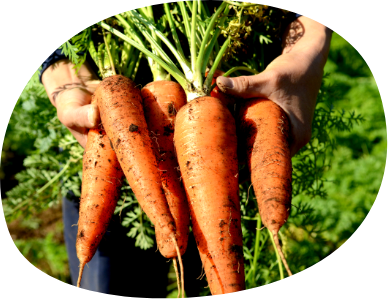 地産地消のおいしい給食 いただきます!